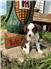Red Tri Australian Shepherds for Sale