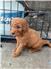 Adorable Goldendoodle Puppies for Sale