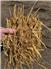 PREMIUM WESTERN WHEAT STRAW & HAY  for Sale