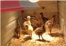 Blonde, White & Standard Emu Chicks . for Sale