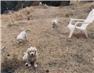 Livestock guardian puppies. for Sale