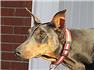 DOBERMAN ADULT BLUE/RUST FEMALES ! for Sale