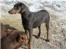 DOBERMAN ADULT BLUE/RUST FEMALES ! for Sale