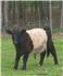 Mini Belted Galloway Bull for Sale