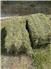 2025 Small Square Bales for Sale