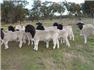 healthy sheep and goats  for Sale