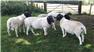 healthy sheep and goats  for Sale