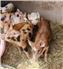 Feeder pigs for Sale