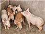 Feeder pigs / piglets for Sale