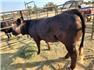 Cows/Heifers: Showable, Breedable, Safe To Handle for Sale