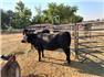 Cows/Heifers: Showable, Breedable, Safe To Handle for Sale