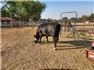 Cows/Heifers: Showable, Breedable, Safe To Handle for Sale