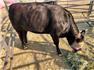 Cows/Heifers: Showable, Breedable, Safe To Handle for Sale