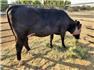 Cows/Heifers: Showable, Breedable, Safe To Handle for Sale