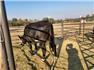Cows/Heifers: Showable, Breedable, Safe To Handle for Sale