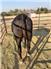 Cows/Heifers: Showable, Breedable, Safe To Handle for Sale