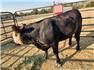 Cows/Heifers: Showable, Breedable, Safe To Handle for Sale