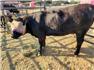 Cows/Heifers: Showable, Breedable, Safe To Handle for Sale