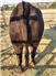 Cows/Heifers: Showable, Breedable, Safe To Handle for Sale
