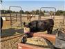 Cows/Heifers: Showable, Breedable, Safe To Handle for Sale