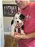 Border Aussie puppies for Sale