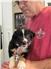 Border Aussie puppies for Sale