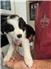 Border Aussie puppies for Sale