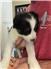 Border Aussie puppies for Sale