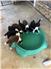 Border Aussie puppies for Sale
