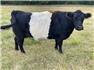 3 mini belted cows for Sale