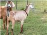 Nubin goats for Sale