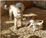 Rare Livestock Guardian Komondor Puppy for Sale