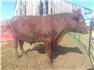 Shorthorn bull for Sale