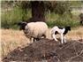 2 sheep for Sale