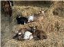 Goats: myotonic fainting kids for Sale