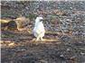 White Silkie Rooster for Sale