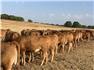 Akaushi heifers/cows for Sale