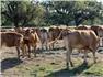 Akaushi heifers/cows for Sale