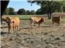 Akaushi heifers/cows for Sale