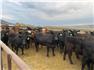 33 Bred Heifers to Wagyu/Akaushi Bulls for Sale