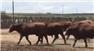 70 Bred heifers to Wagyu bull for Sale