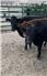 40 Bred Heifers to Wagyu bull for Sale