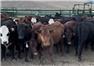 40 Bred Heifers to Wagyu bull for Sale
