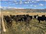 29 Head AI'D Bred Heifers to Wagyu Bull for Sale