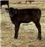 Commercial Wagyu pair for Sale