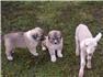 LGD puppies for Sale