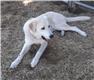 Livestock Guardian/Companion puppies for Sale