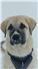 AKC Registered Anatolian Shepard for Sale