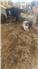 AKC Registered Anatolian Shepard for Sale
