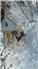 AKC Registered Anatolian Shepard for Sale